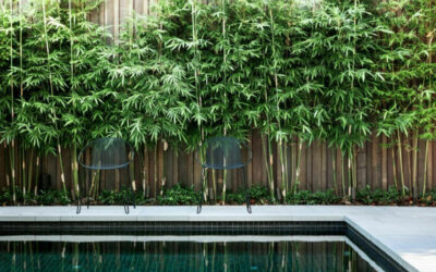 Growing Bamboo Plants in Pots