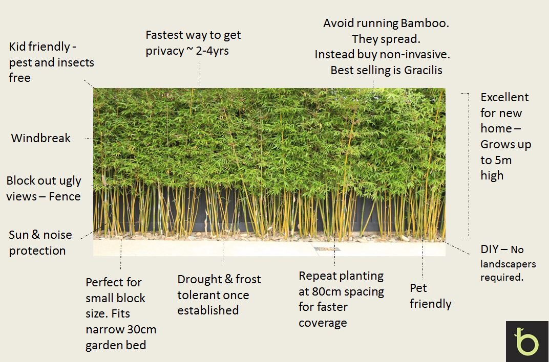 Bamboo-gracilis-2-e1652693211634 Bamboo Melbourne