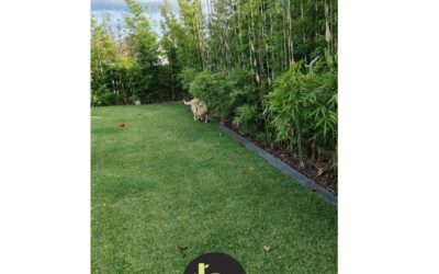 3 reasons why cheap bamboo plants under $50 will struggle in Melbourne
