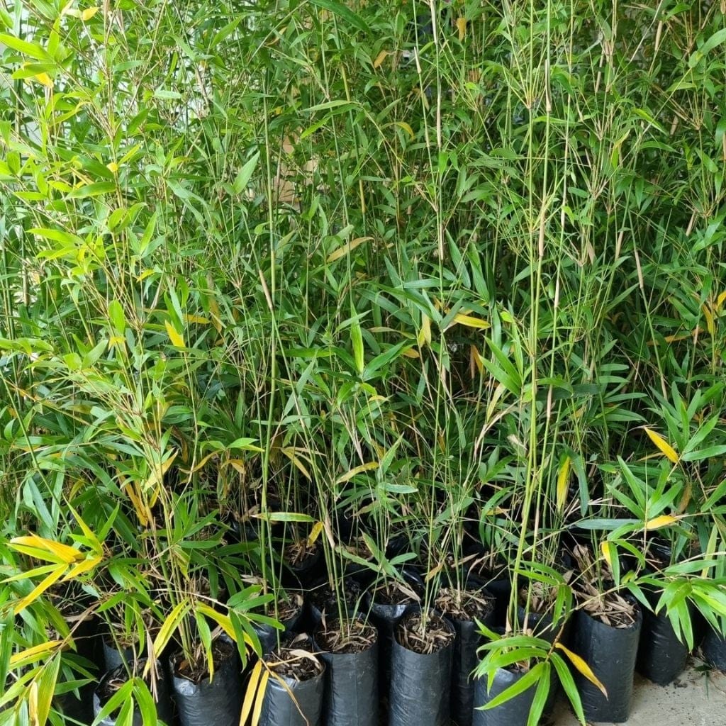 Bambusa textilis var. ‘Garcilis’ 3L Bag, 1.4-2.7m high Bambusa textilis var. ‘Garcilis’ 3L Bag, 1.4-2.7m high
