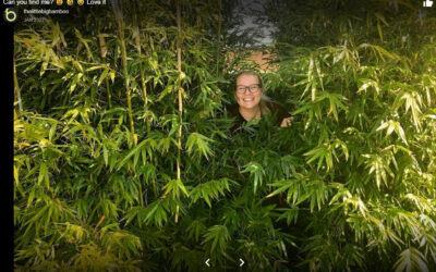 How to Choose the Right Bamboo Pot Size