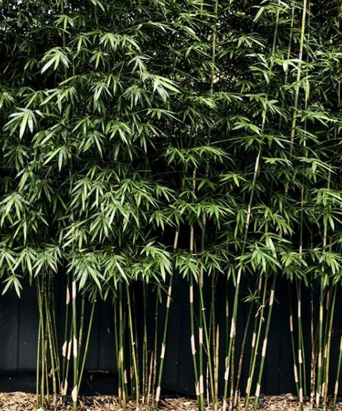 Bamboo Leading Supplier